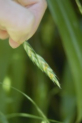 Bromus catharticus