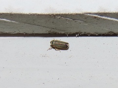 Amblysellus curtisii