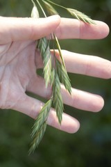Bromus catharticus