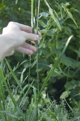 Bromus catharticus