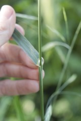 Bromus catharticus