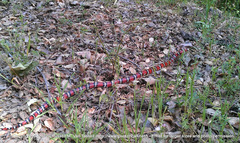 Lampropeltis zonata