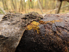 Perichaena corticalis