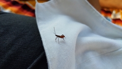 Coreidae