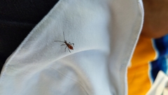 Coreidae