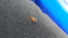 Coreidae