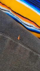 Coreidae