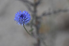 Jasione heldreichii