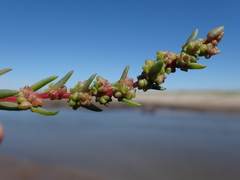 Suaeda rolandii