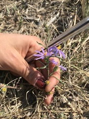 Dieteria bigelovii