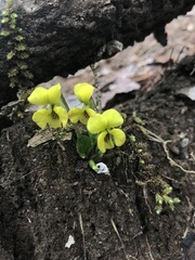 Viola rotundifolia
