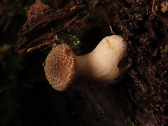 Armillaria cepistipes