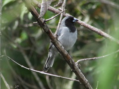 Schistochlamys melanopis