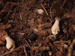 Armillaria cepistipes