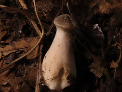 Armillaria cepistipes