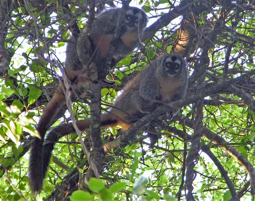 Azara's Night Monkey