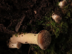 Armillaria cepistipes