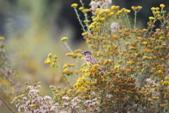 Passer domesticus