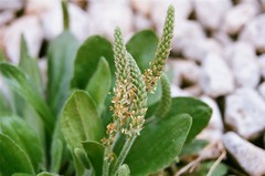 Plantago media