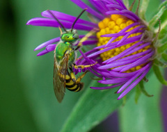 Agapostemon virescens