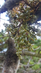 Arceuthobium tsugense contortae