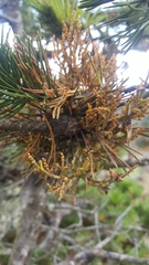 Arceuthobium tsugense contortae