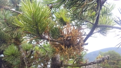 Arceuthobium tsugense contortae