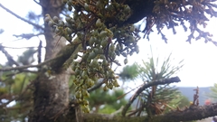 Arceuthobium tsugense contortae