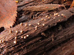 Lycogala conicum