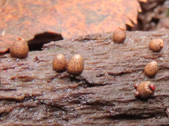 Lycogala conicum