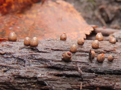 Lycogala conicum