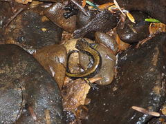 Plethodon dunni