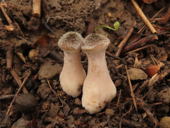 Armillaria cepistipes