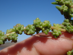 Suaeda rolandii