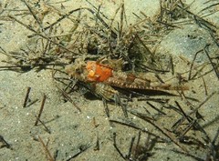 Spotfin Sculpin photo 3