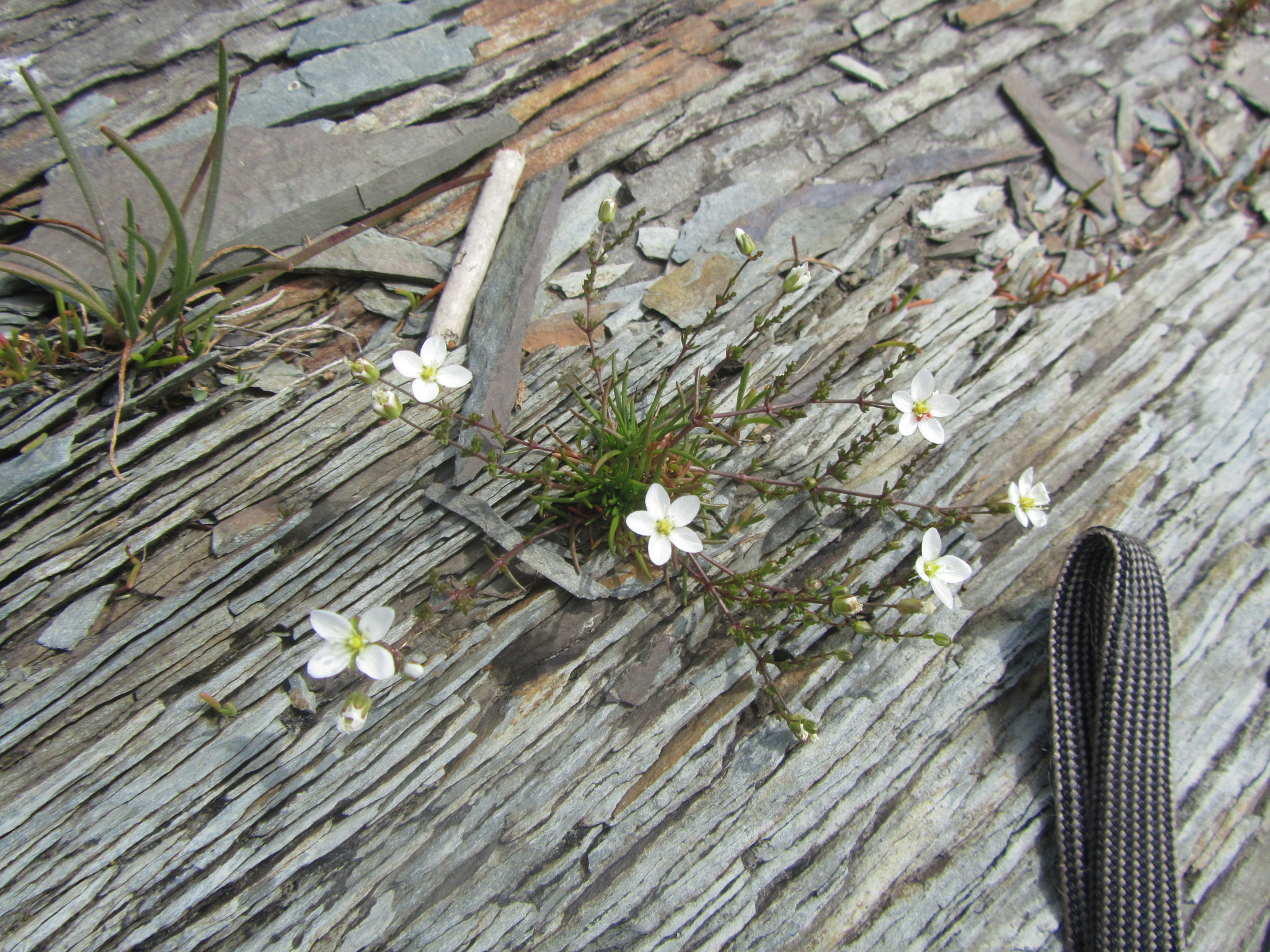 Sagina nodosa ssp. borealis