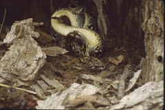 Acrantophis dumerili