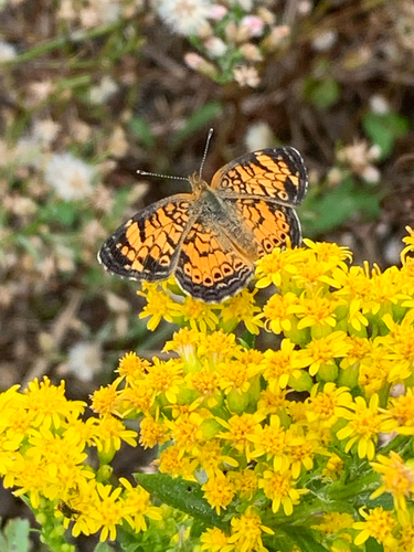 Pearl Crescent photographed in Delaware
