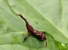 Arrhenodini