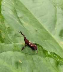 Arrhenodini