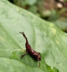 Arrhenodini