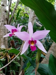 Laelia anceps