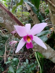 Laelia anceps