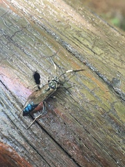 Coelichneumon eximius