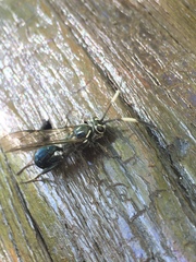 Coelichneumon eximius