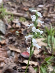 Spiranthes niklasii