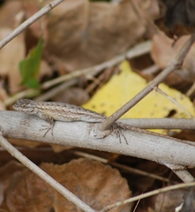 Sceloporus occidentalis