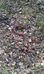 Lampropeltis zonata