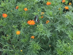 Graphium sarpedon nipponum