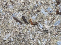 Pheidole tysoni